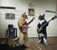 Guitar cats - thumbnail